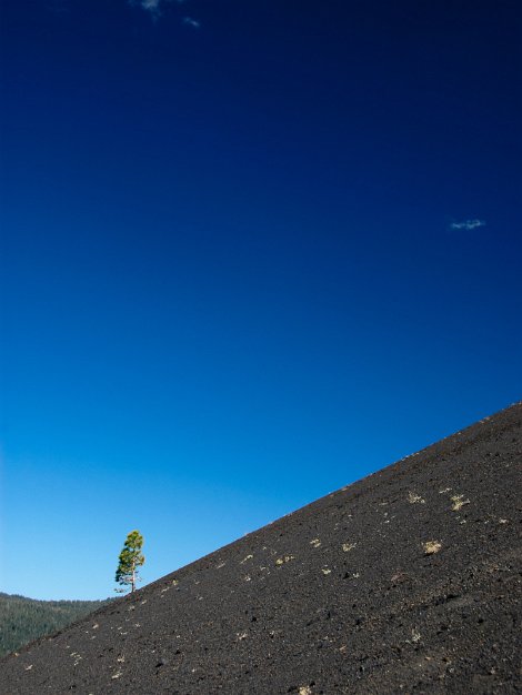 Lonely tree