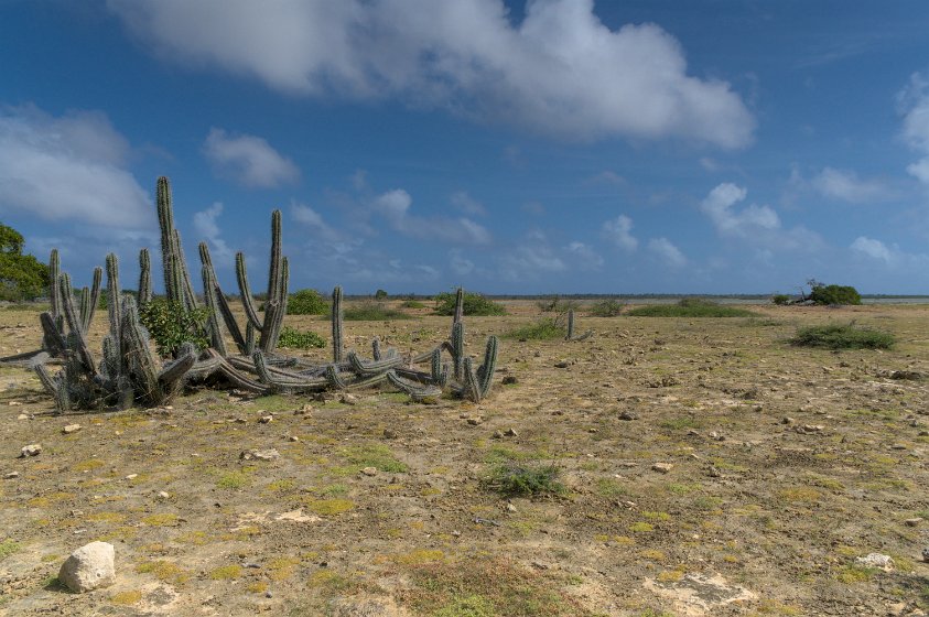 Bonaire habitat