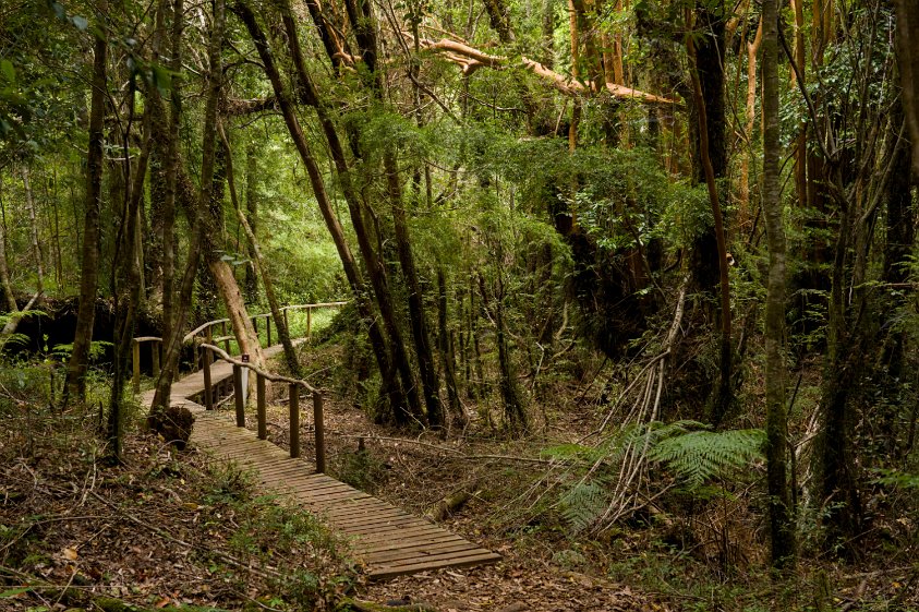 Parque Nacional Alerce Andino
