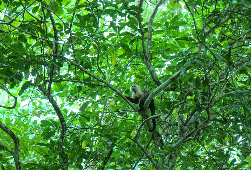 Capuchin monkey