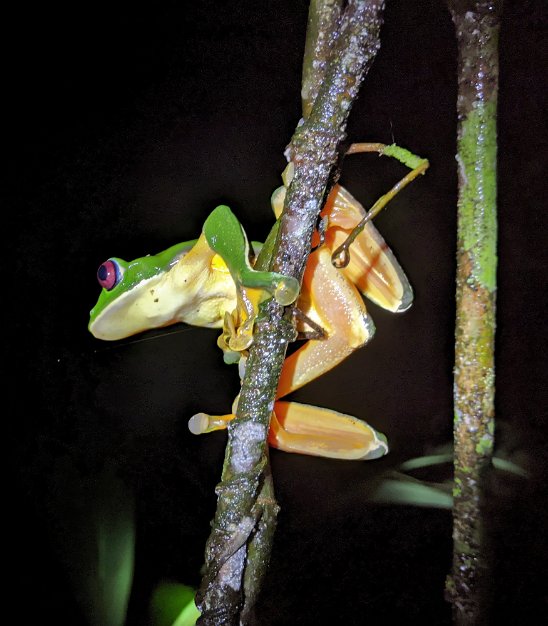 Red eye tree frog