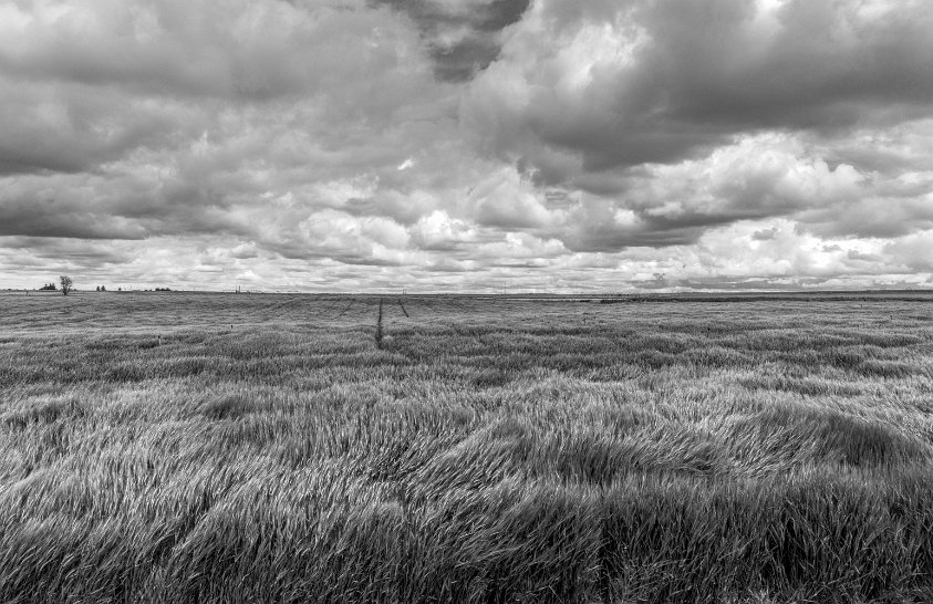 Wheat fields in Idaho
