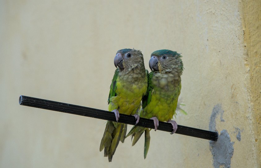 Partners